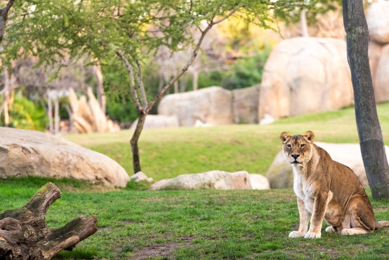 emirates park zoo abu dhabi