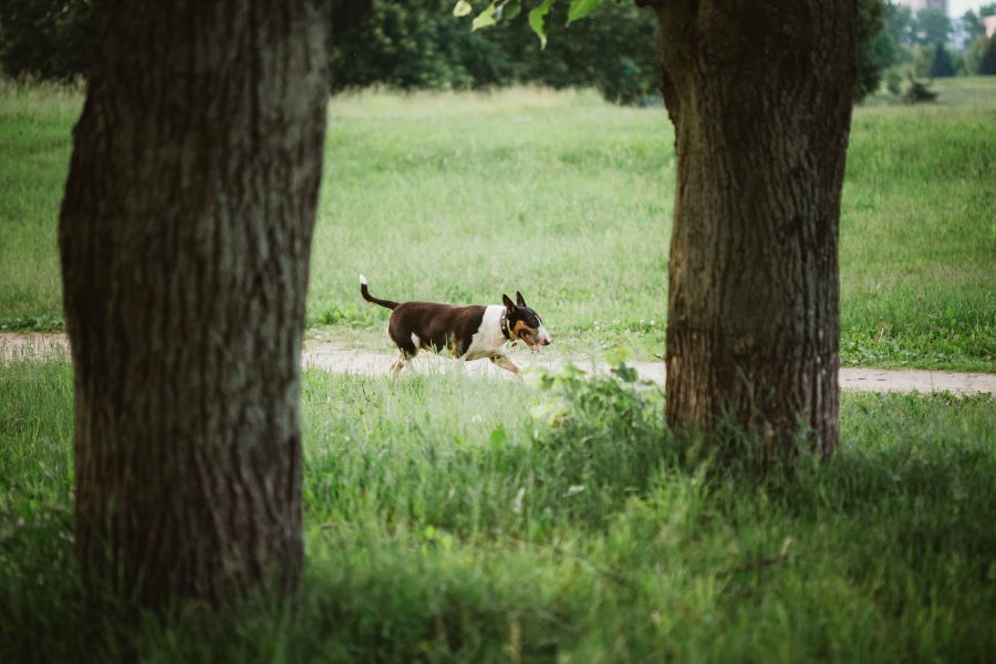 bull terrier dog