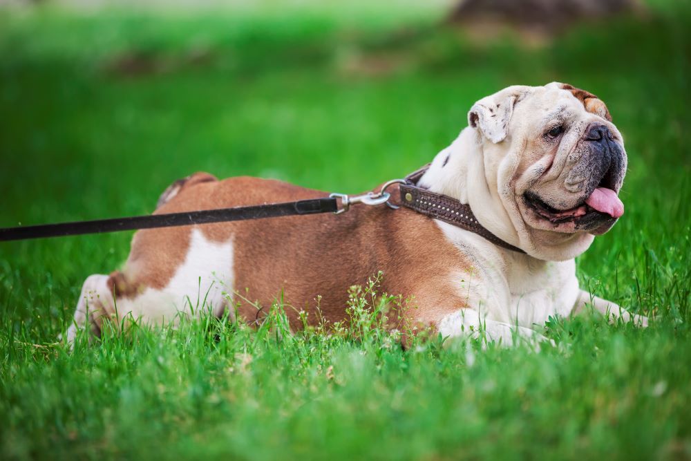 english bulldog lying