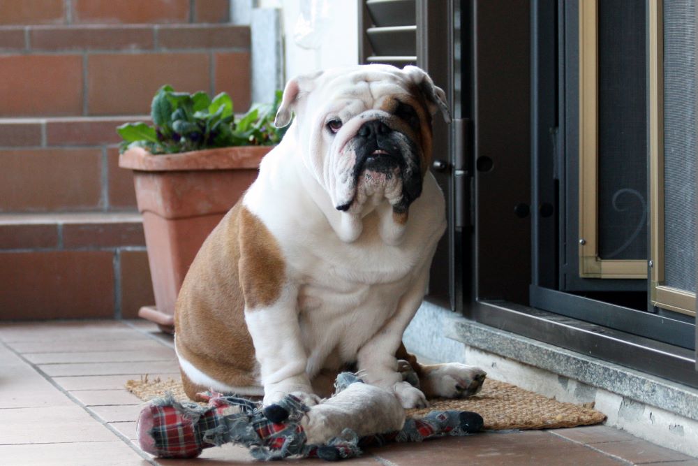 bulldog playing