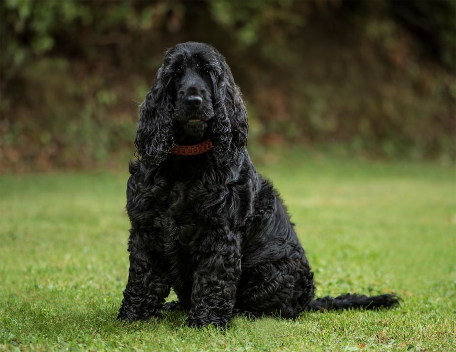 english cocker spaniel dog in park