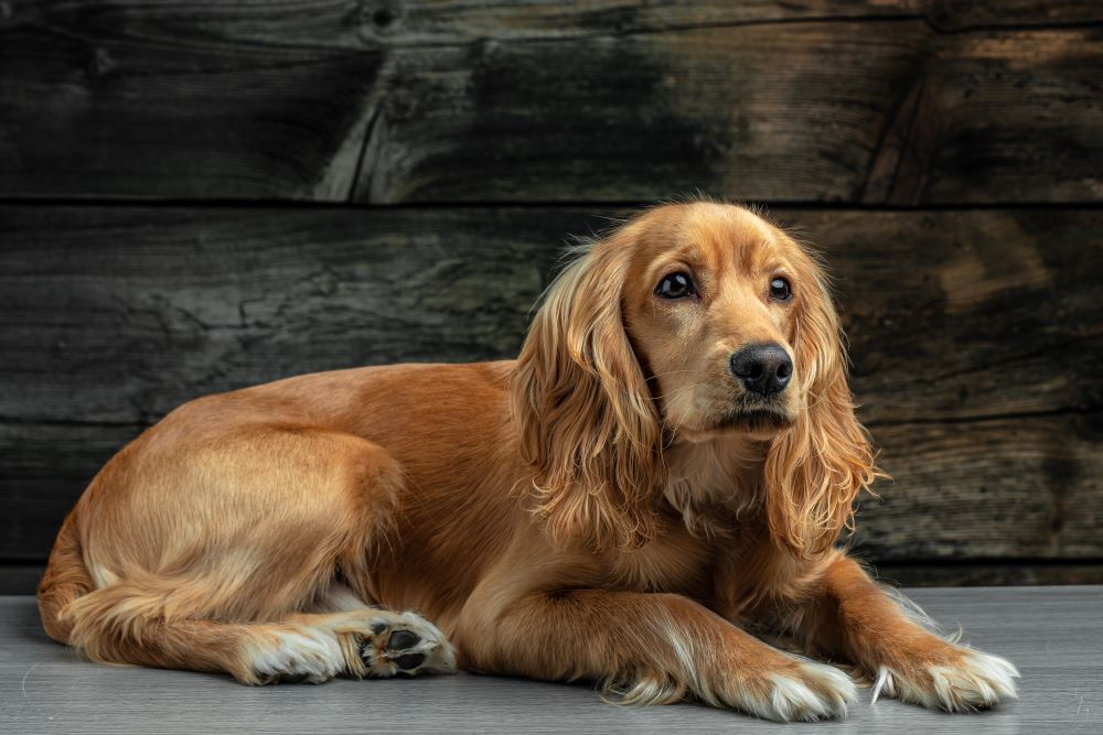 english cocker spaniel dog lying