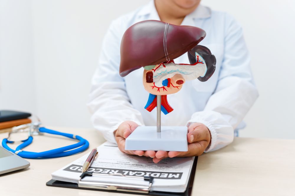 examines-a-model-of-the-liver