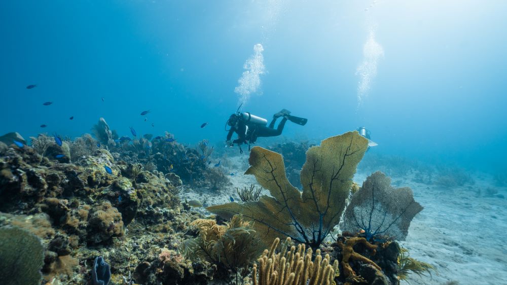 female diver among coral reef