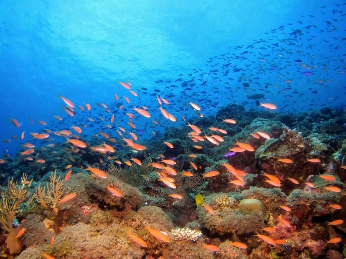 bunch of orange fish underwater