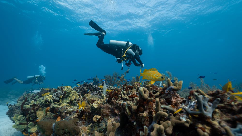 scuba divers exploring underwater at sea