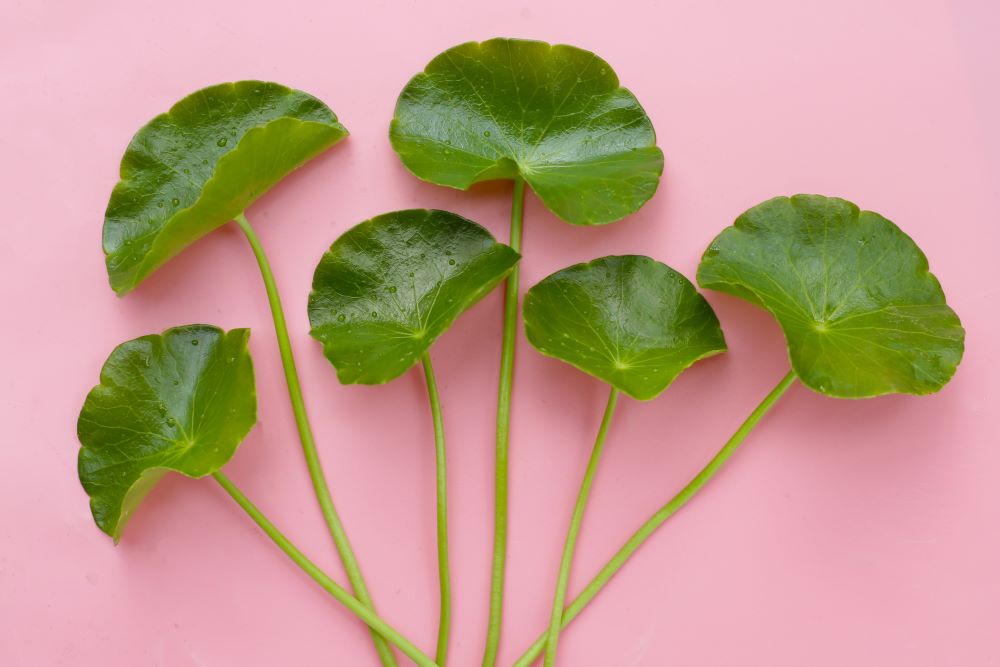 fresh-centella-asiatica-leaves