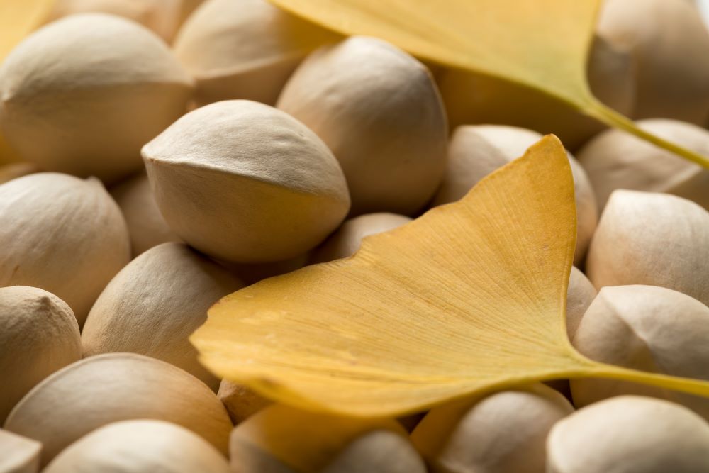 fresh-raw-ginkgo-biloba-nuts