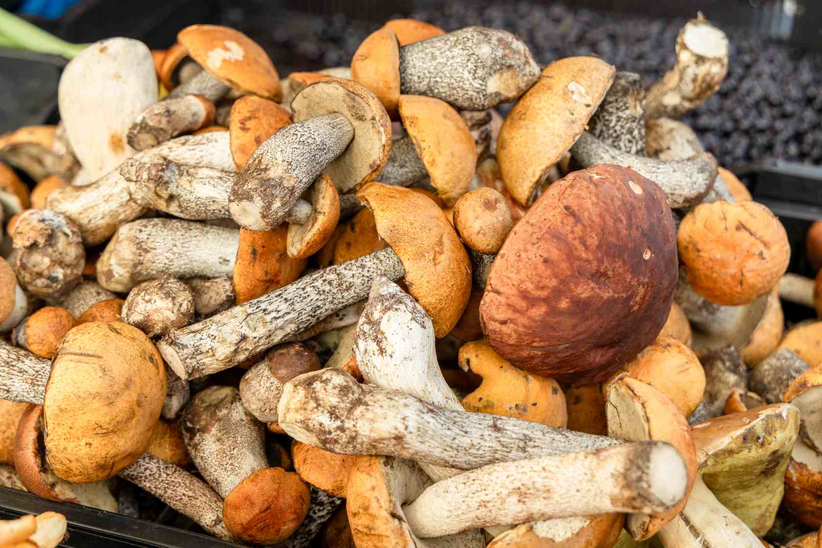 freshly-picked-boletus-mushrooms-on-a-farmer