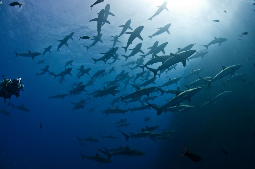 scuba diver swimming with a group of fishes