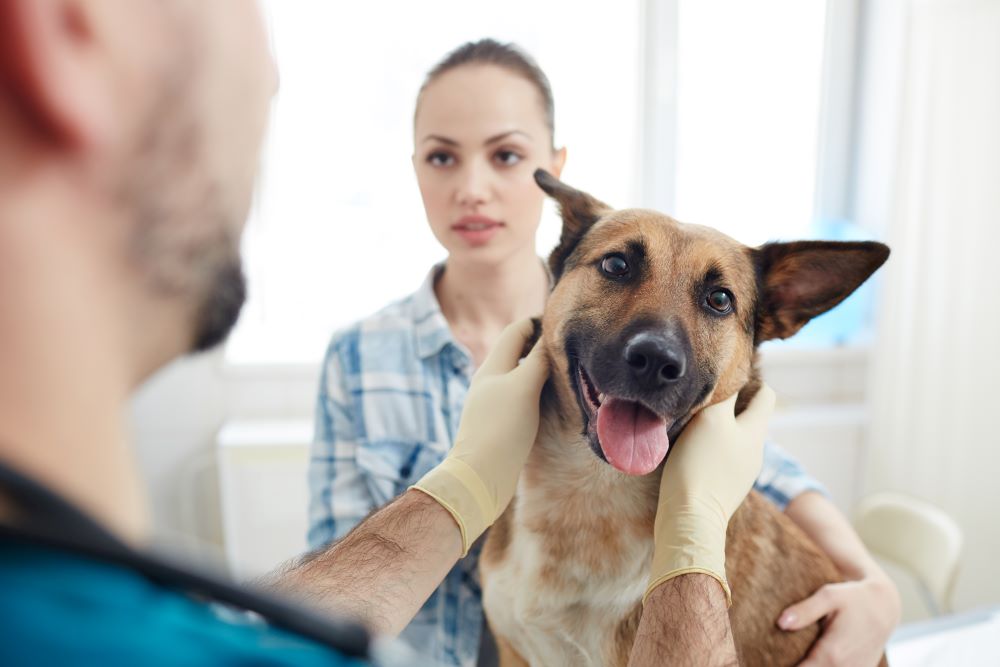 german shepherd dog at vet