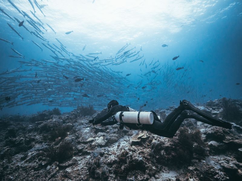 scuba diver with a bunch of fishes