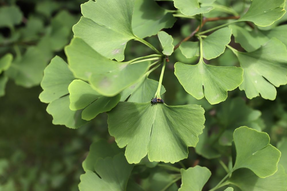 ginkgo-biloba-tree-in-nature