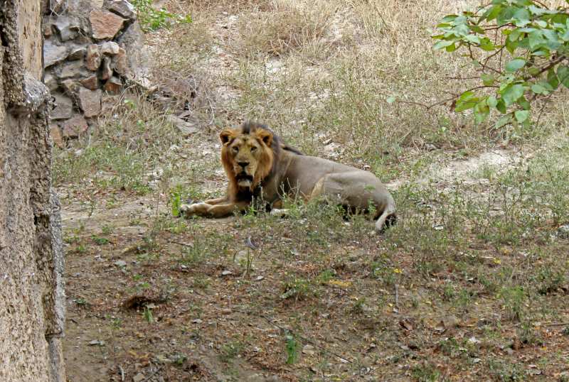 gir national park in gujarat