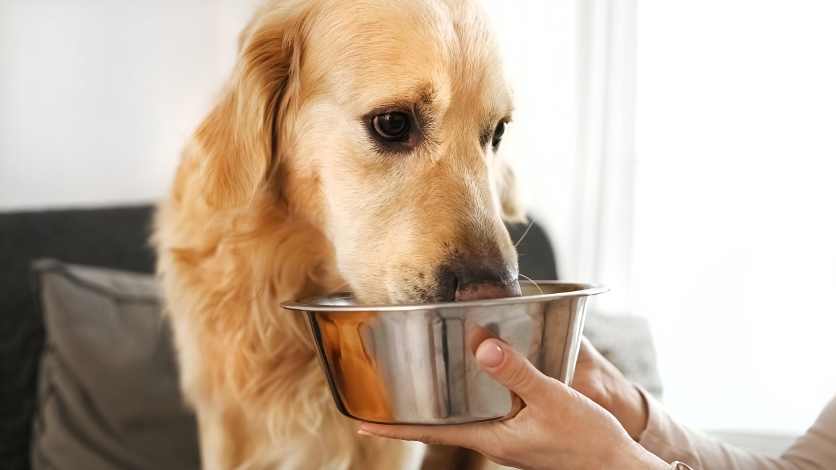 retriever dog eating food