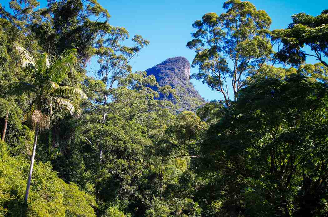 gondwana rainforests of australia