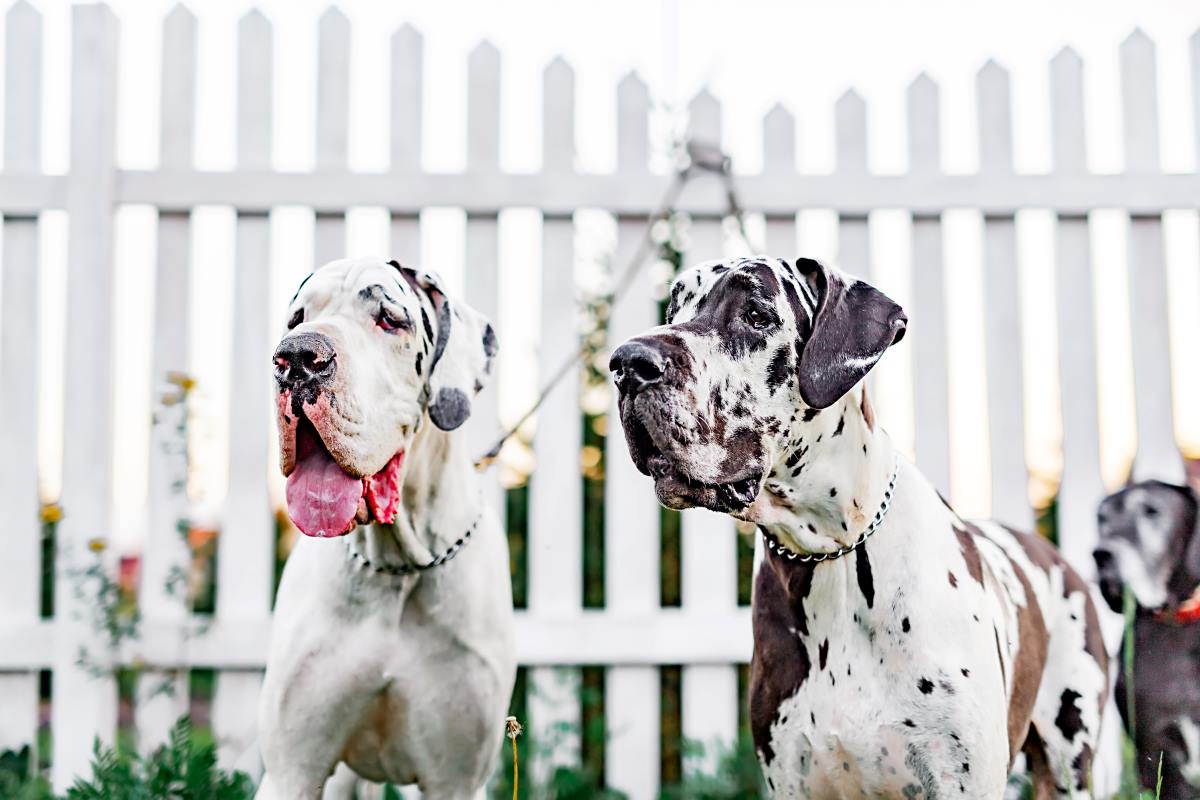 great dane dogs