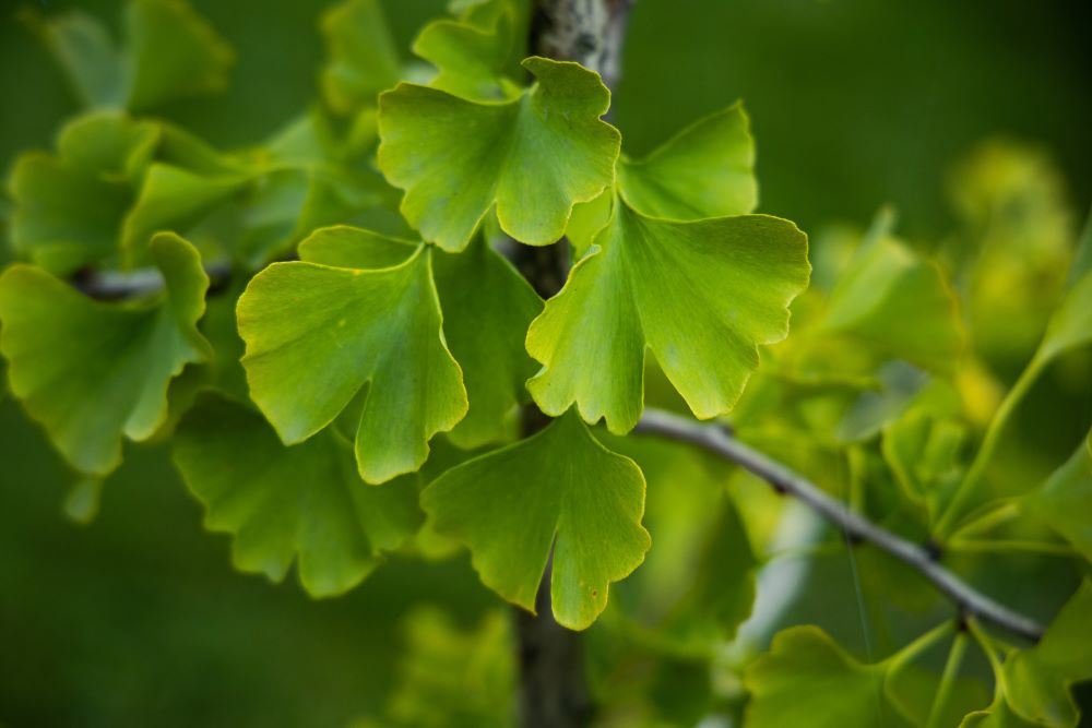 green-ginkgo-biloba-leaves