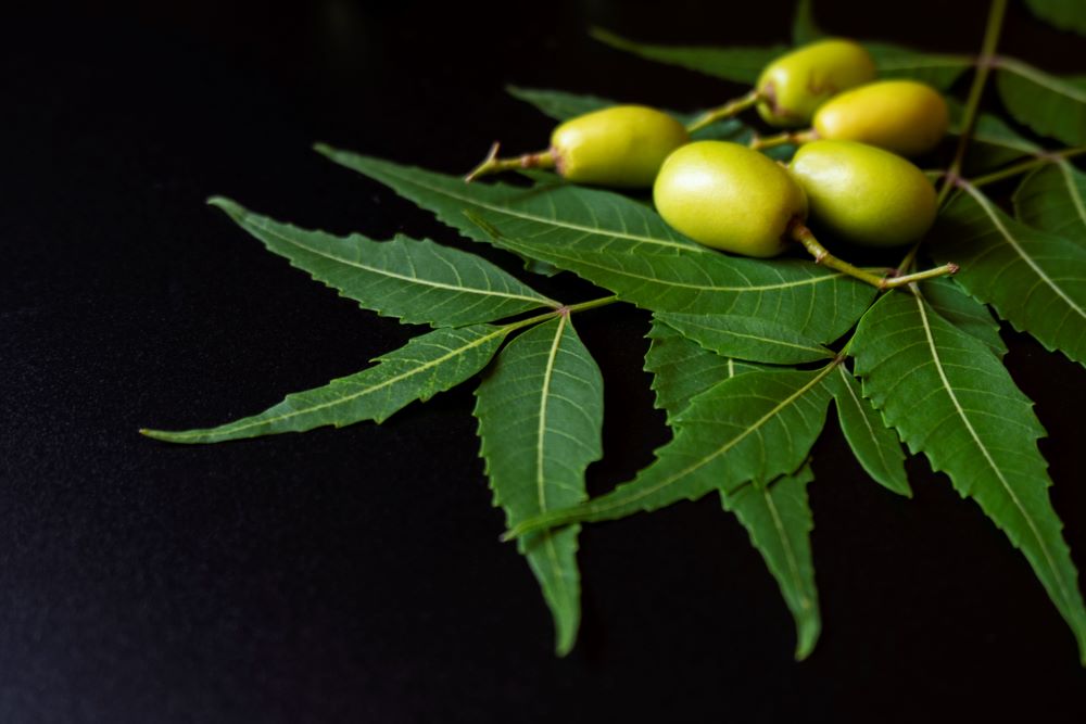 green-neem-leaves