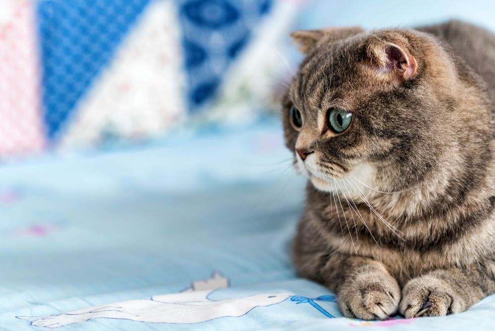 portrait of british shorthair cat