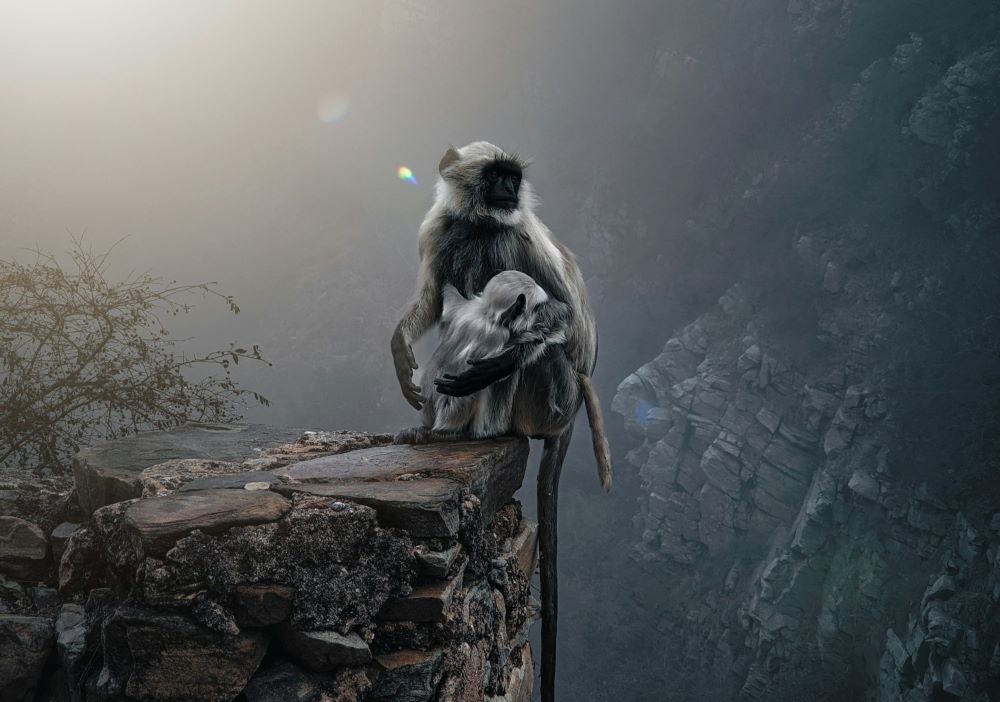 a monkey in hill of hathni kund