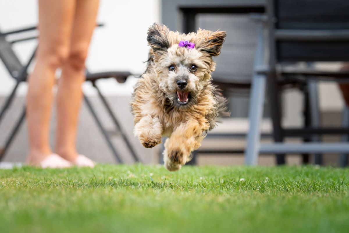 havanese dogs