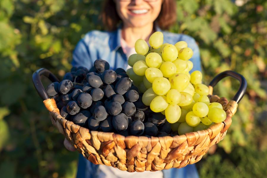 advantages of eating grapes daily