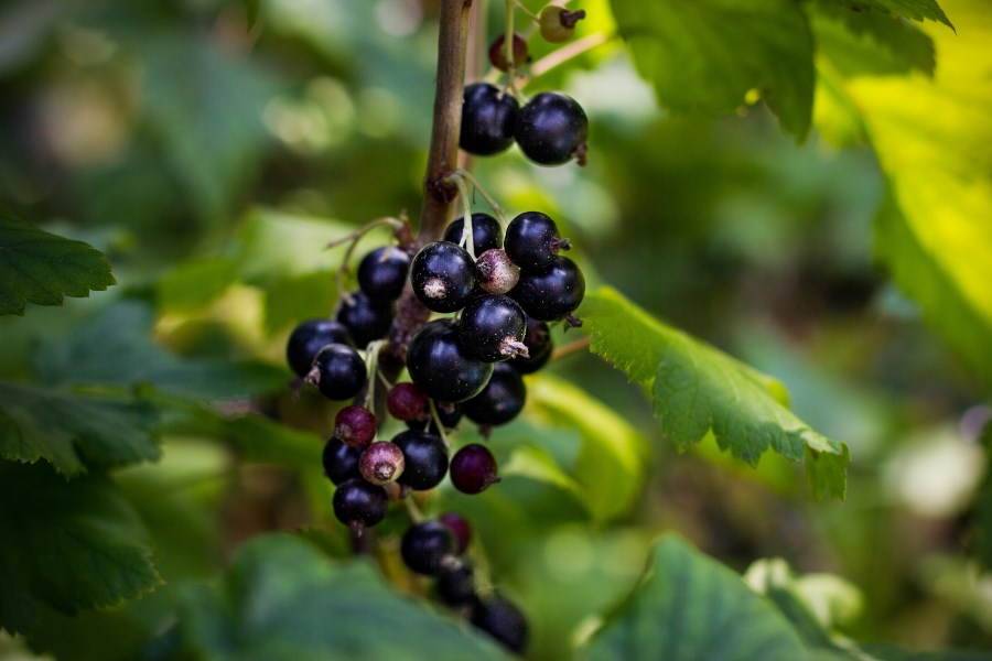 health benefits of eating black currant