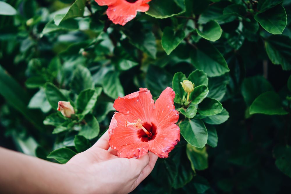 hibiscus-flower