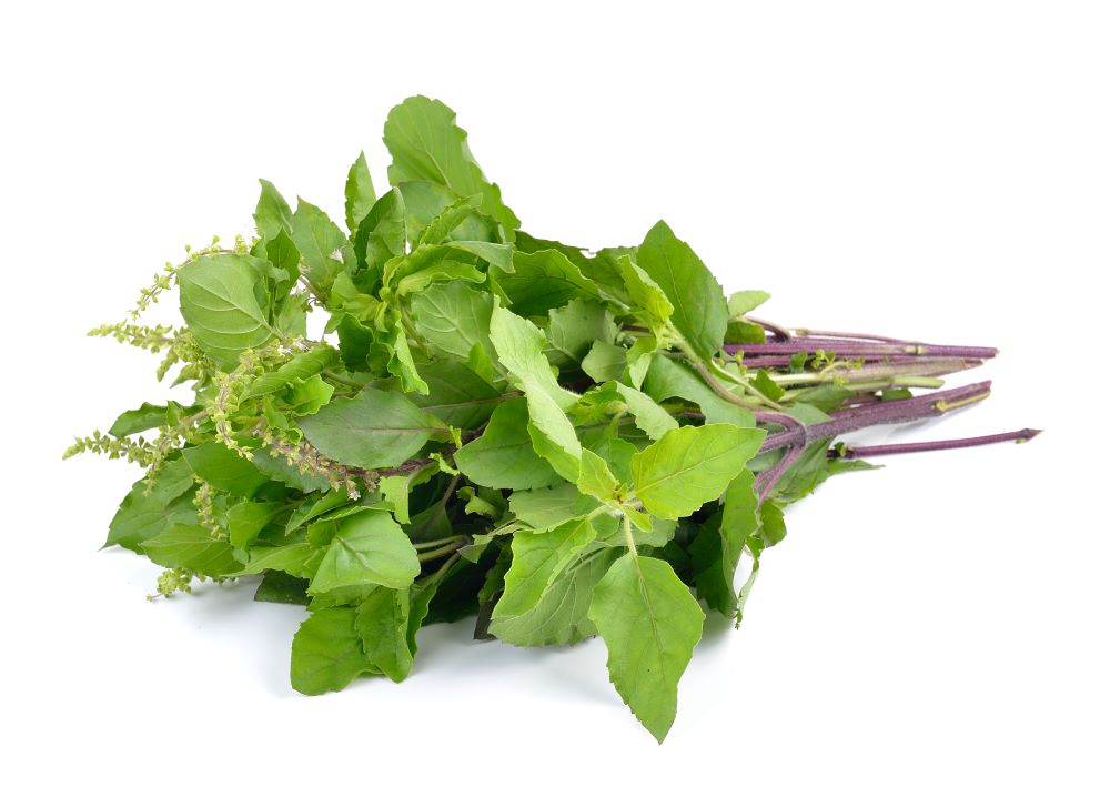 Benefits of Eating Tulsi in Your Daily Diet