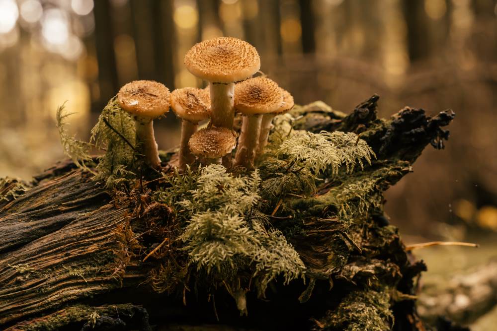 honey-mushrooms-growing