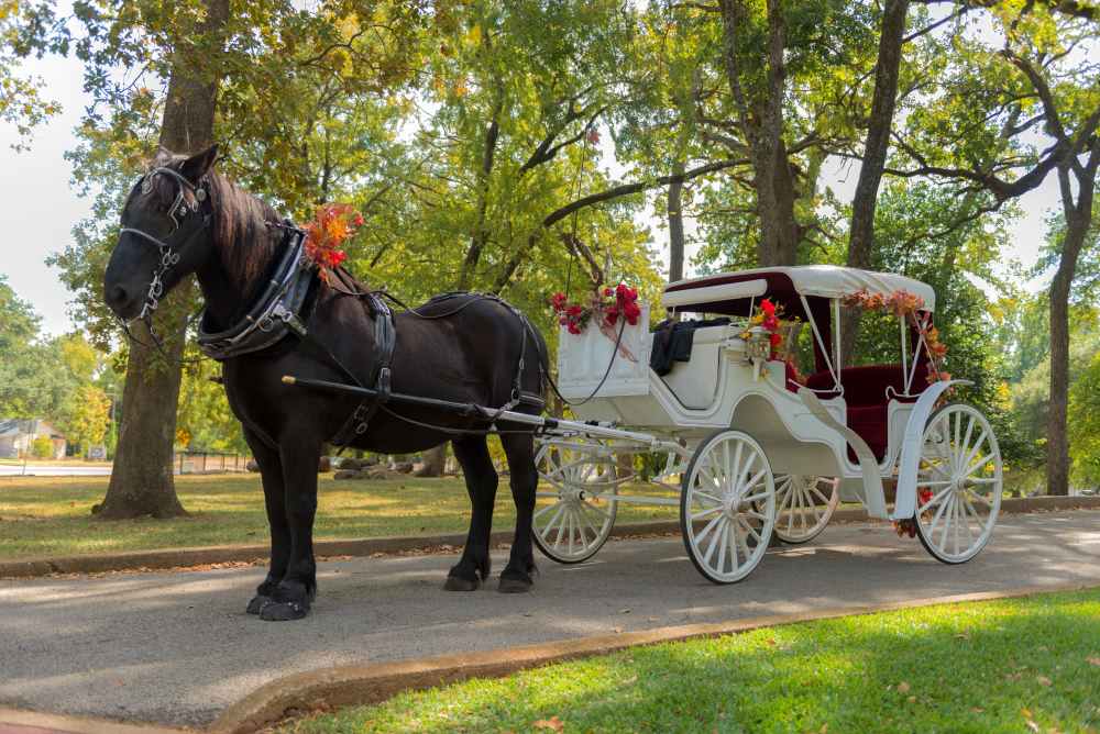 Horse and Carriage Ride in Forest