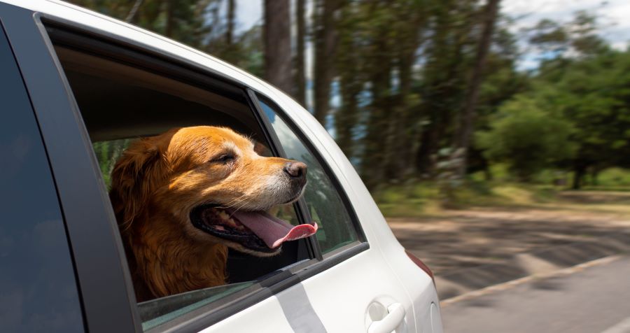 how to keep your dog comfort during road trip