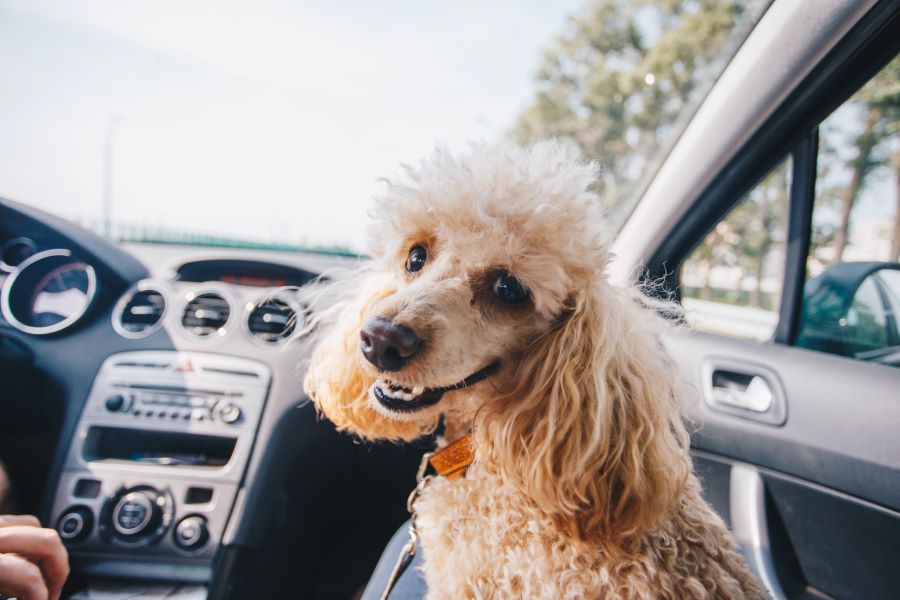 how to prepare your dog for a road trip