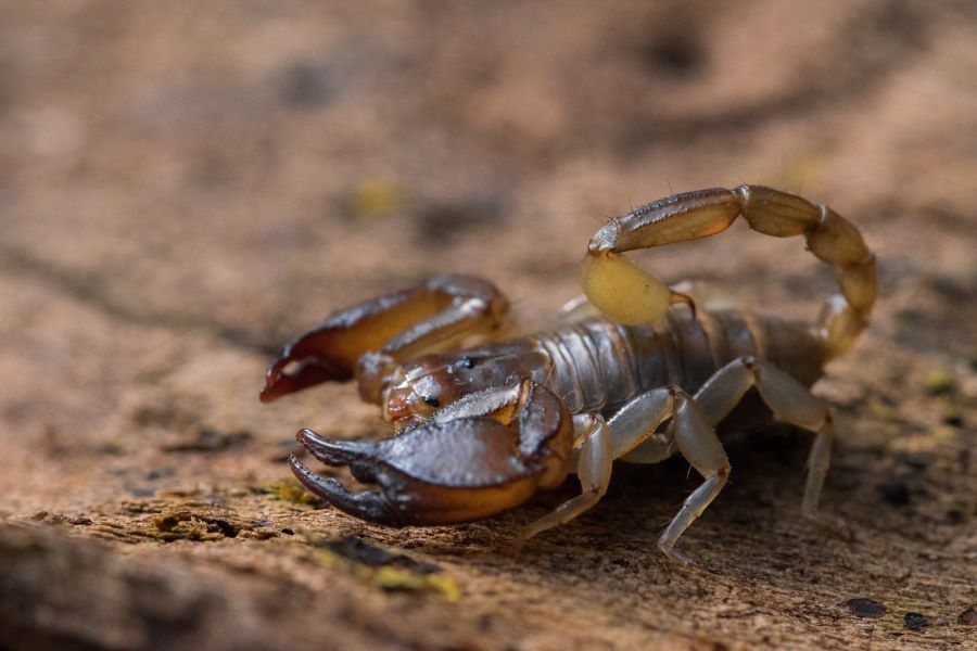 how to treat scorpion bite