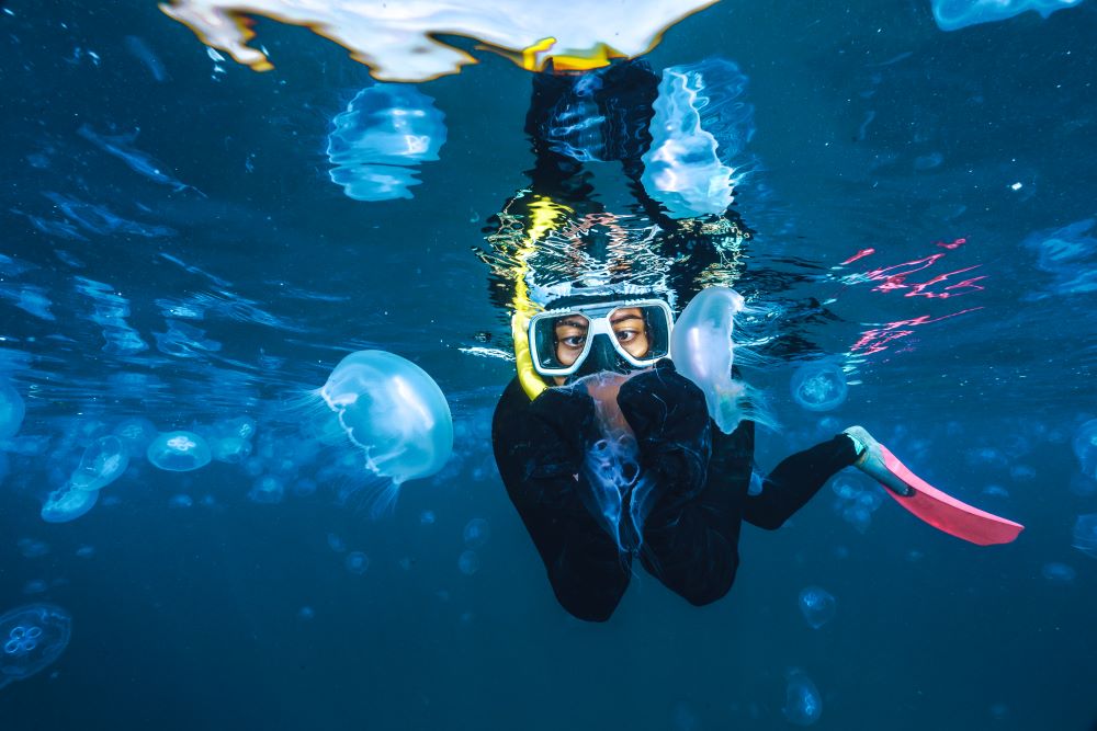 scuba diver looking at jelly fish