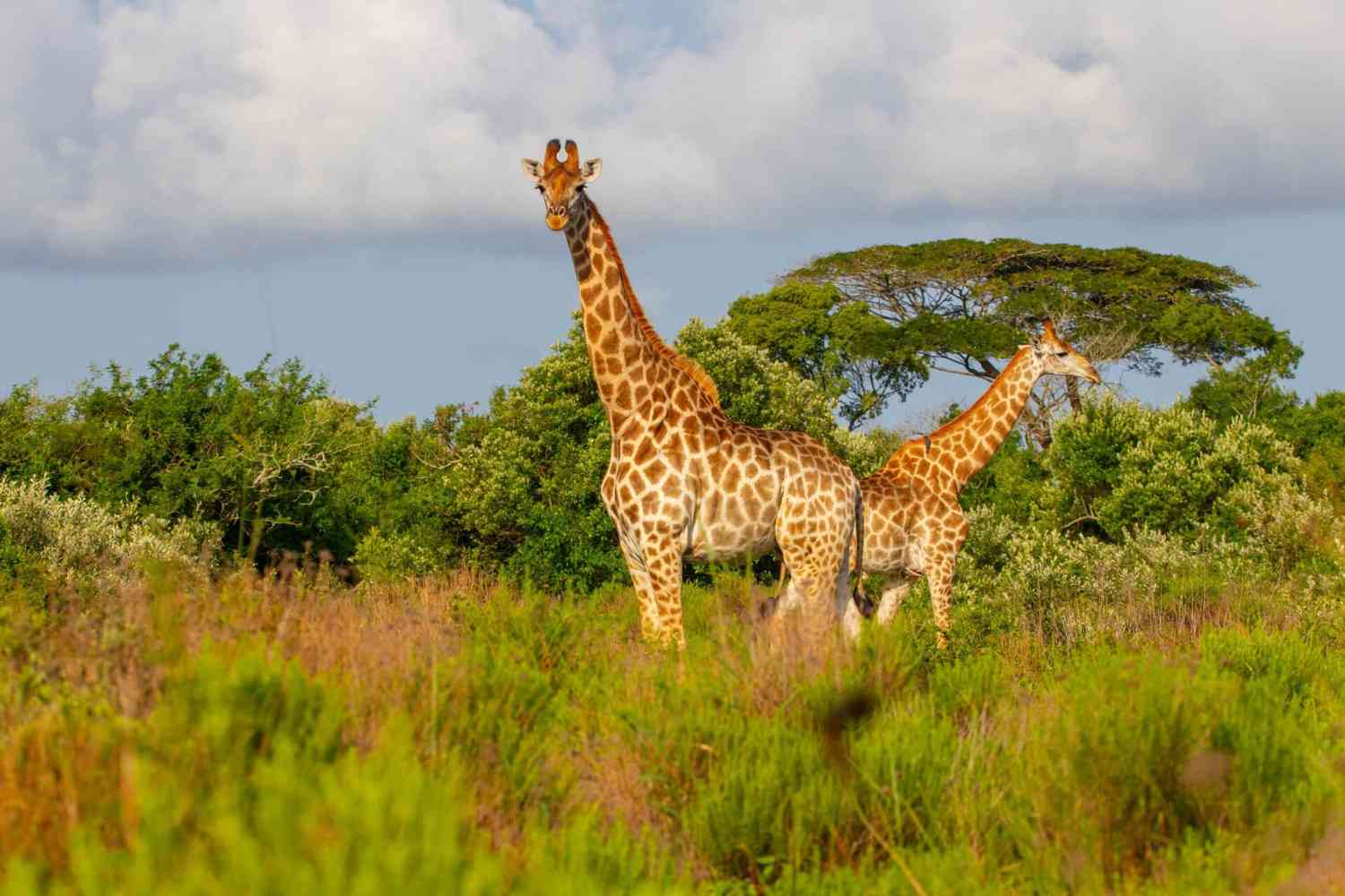 isimangaliso wetland park