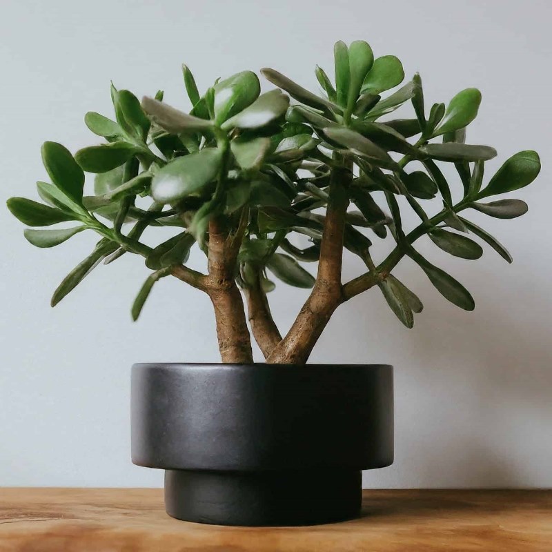 Jade Plant