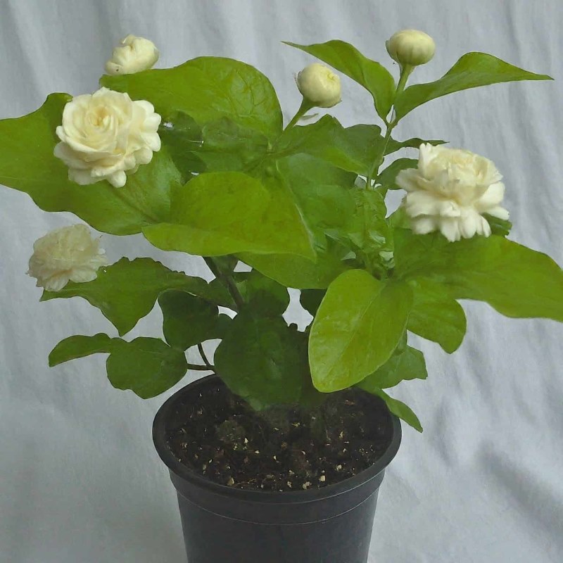 Jasmine Plant