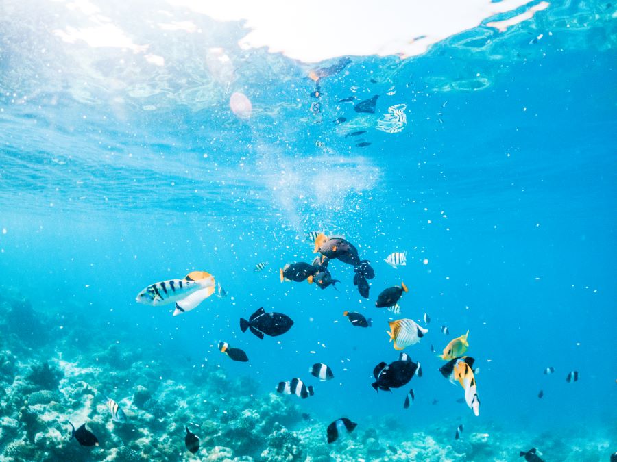 tropical fish in blue coloured sea