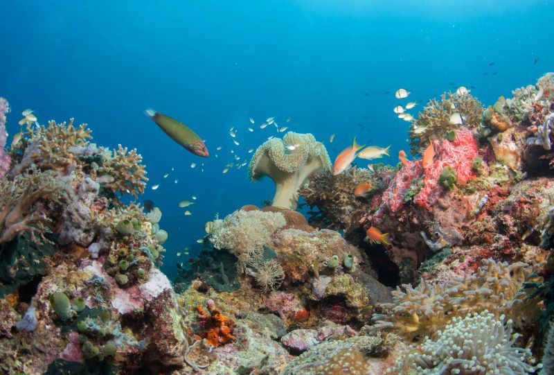 coral reef and fishes