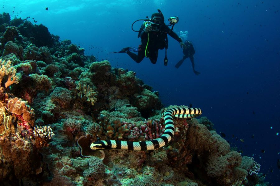 scuba diver taking pictures of sea snake