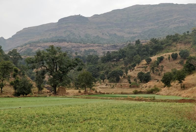 view of greenary and hills in kalsubai