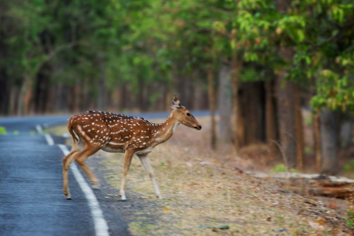 amazing view of deer in kanha national park