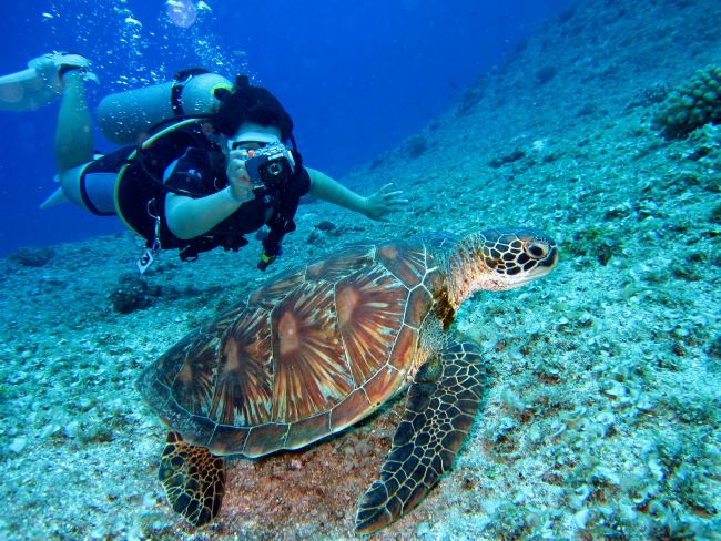 scuba diver taking photo of tortoise