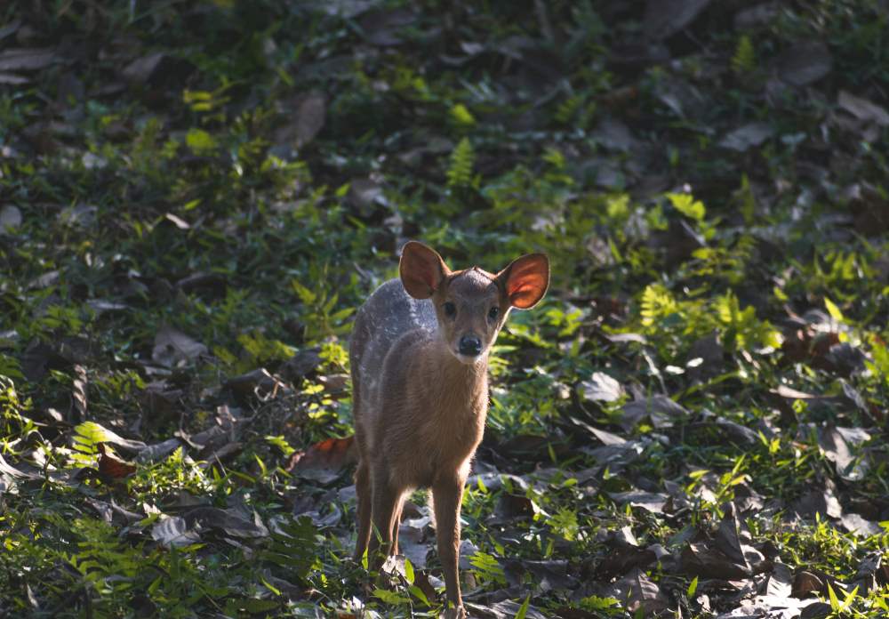 visit the famous kaziranga national park with families