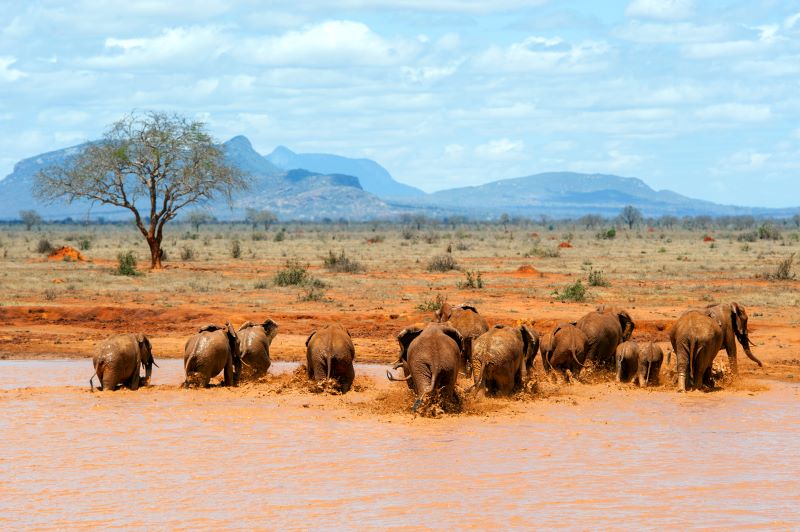 group of elephant in lake