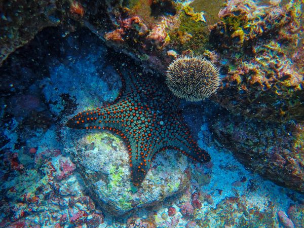 starfish in sea