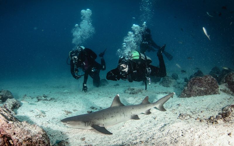 two scuba divers looking at a baby shark