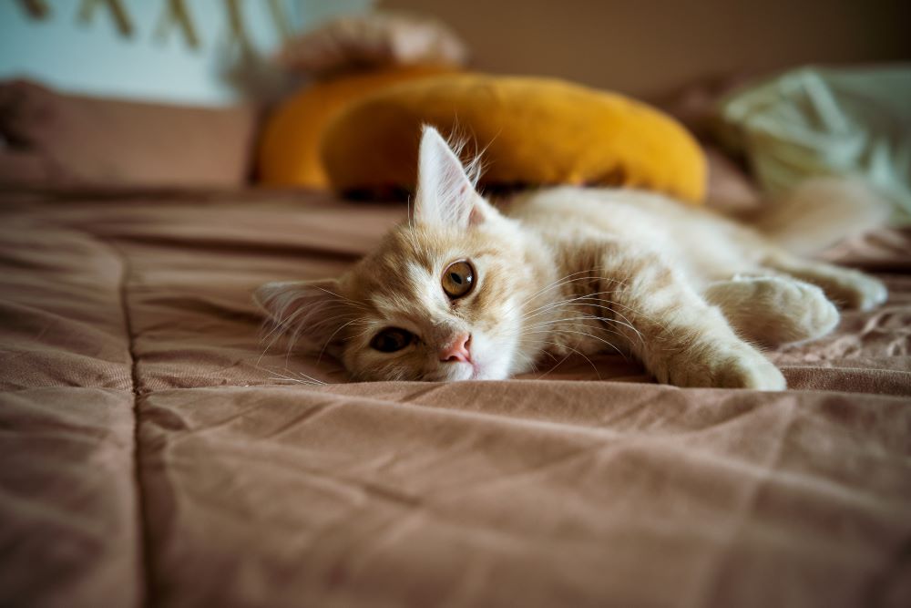 munchkin cat lying on the bed